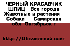 ЧЕРНЫЙ КРАСАВЧИК ШПИЦ - Все города Животные и растения » Собаки   . Самарская обл.,Октябрьск г.
